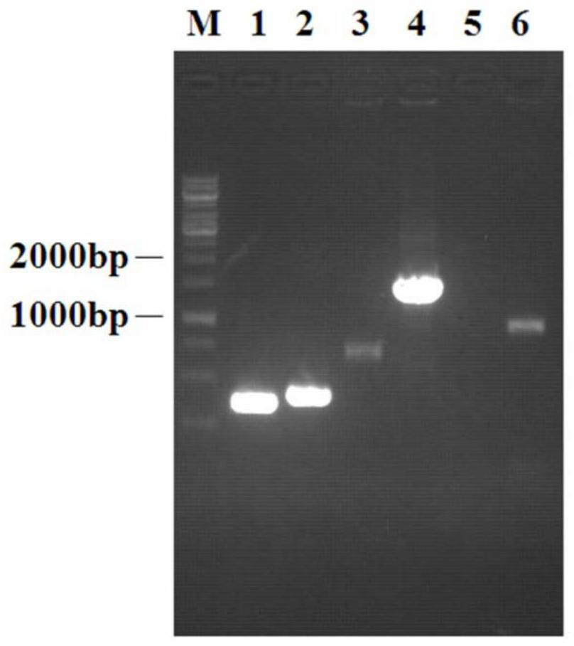 A kind of genetically engineered bacteria producing n-acetylglucosamine and its application