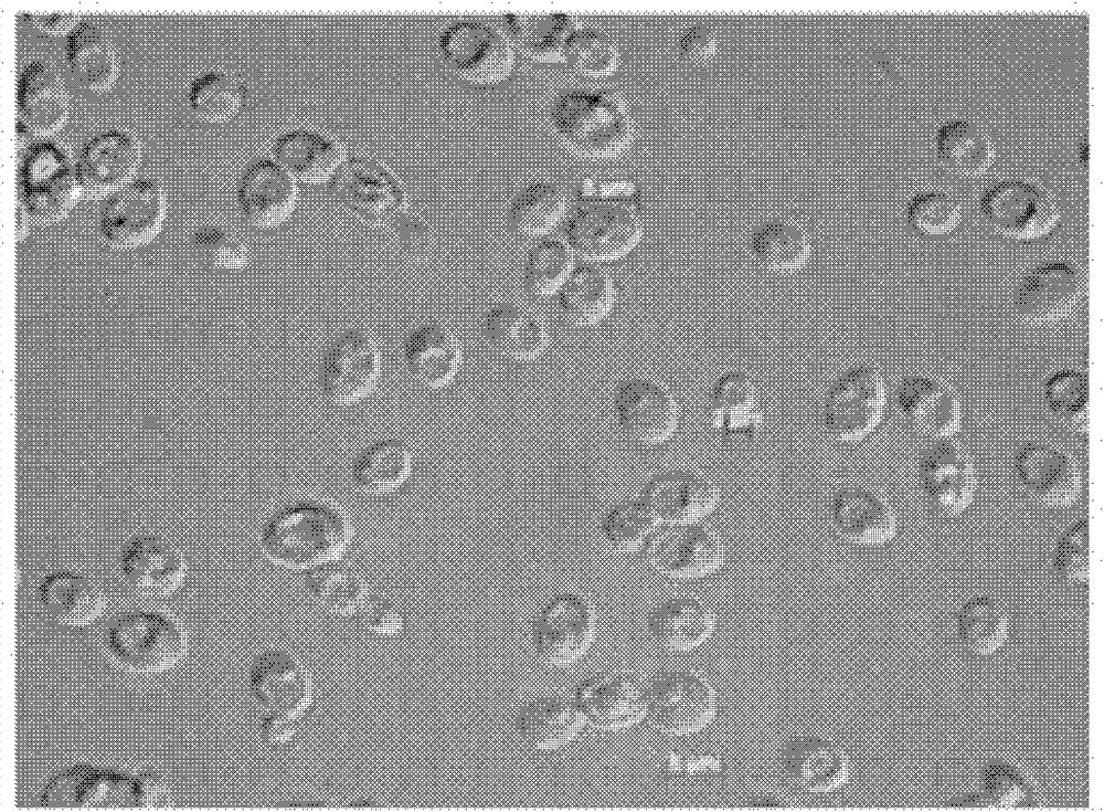 Yeast strain for generating surfactant and application thereof