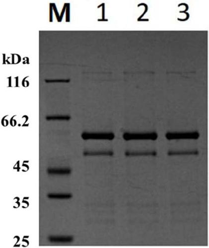 Expression of recombinant human papilloma virus 52 subtype protein