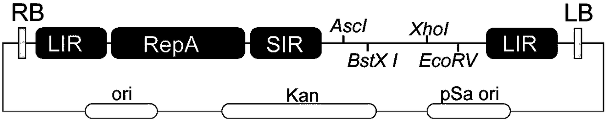 Plant high-efficiency homologous recombination method based on CRISPR/Cas9