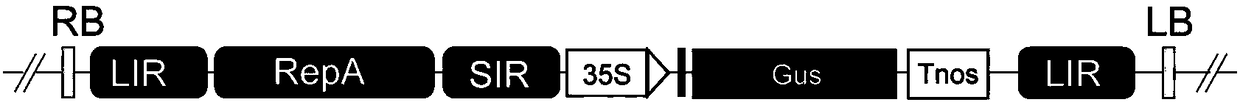 Plant high-efficiency homologous recombination method based on CRISPR/Cas9