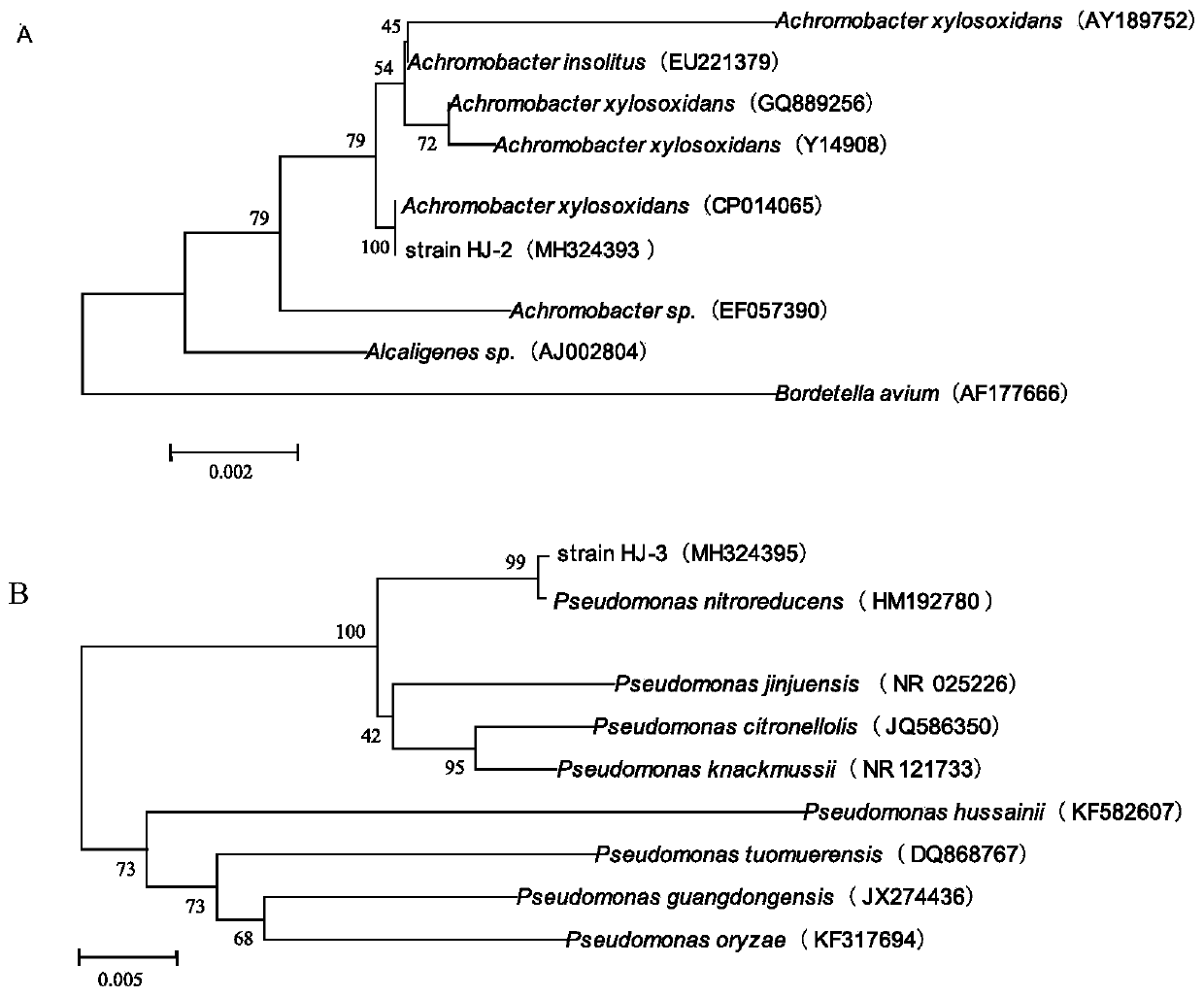 Degradative bacteria capable of degrading allelochemicals in plant root exudates and application of degradative bacteria