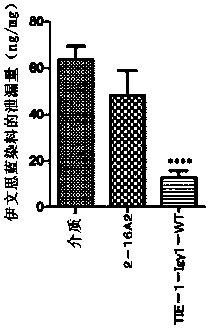 Novel anti-human tie-2 antibody