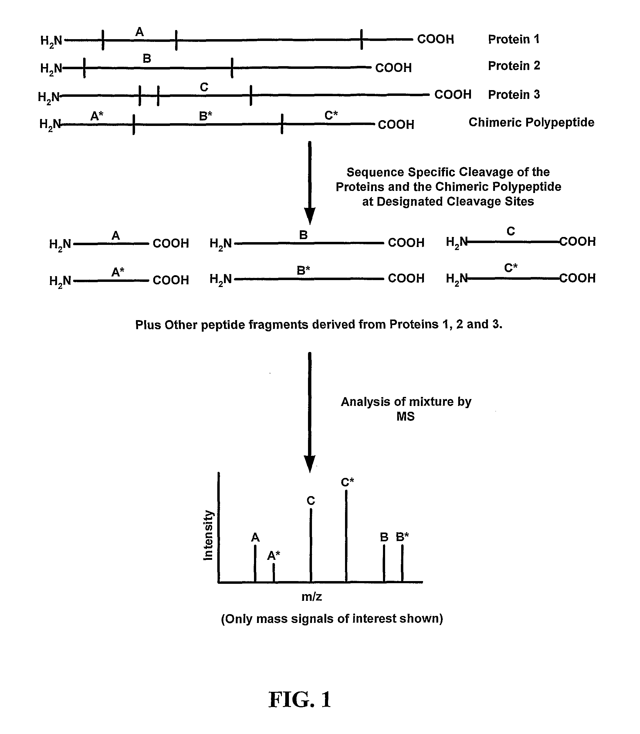 Methods For Making And Using Mass Tag Standards For Quantitative Proteomics