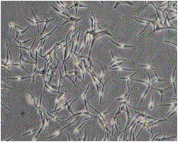 Melanin-containing in vitro skin test model and preparation method