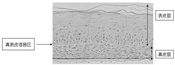 Melanin-containing in vitro skin test model and preparation method