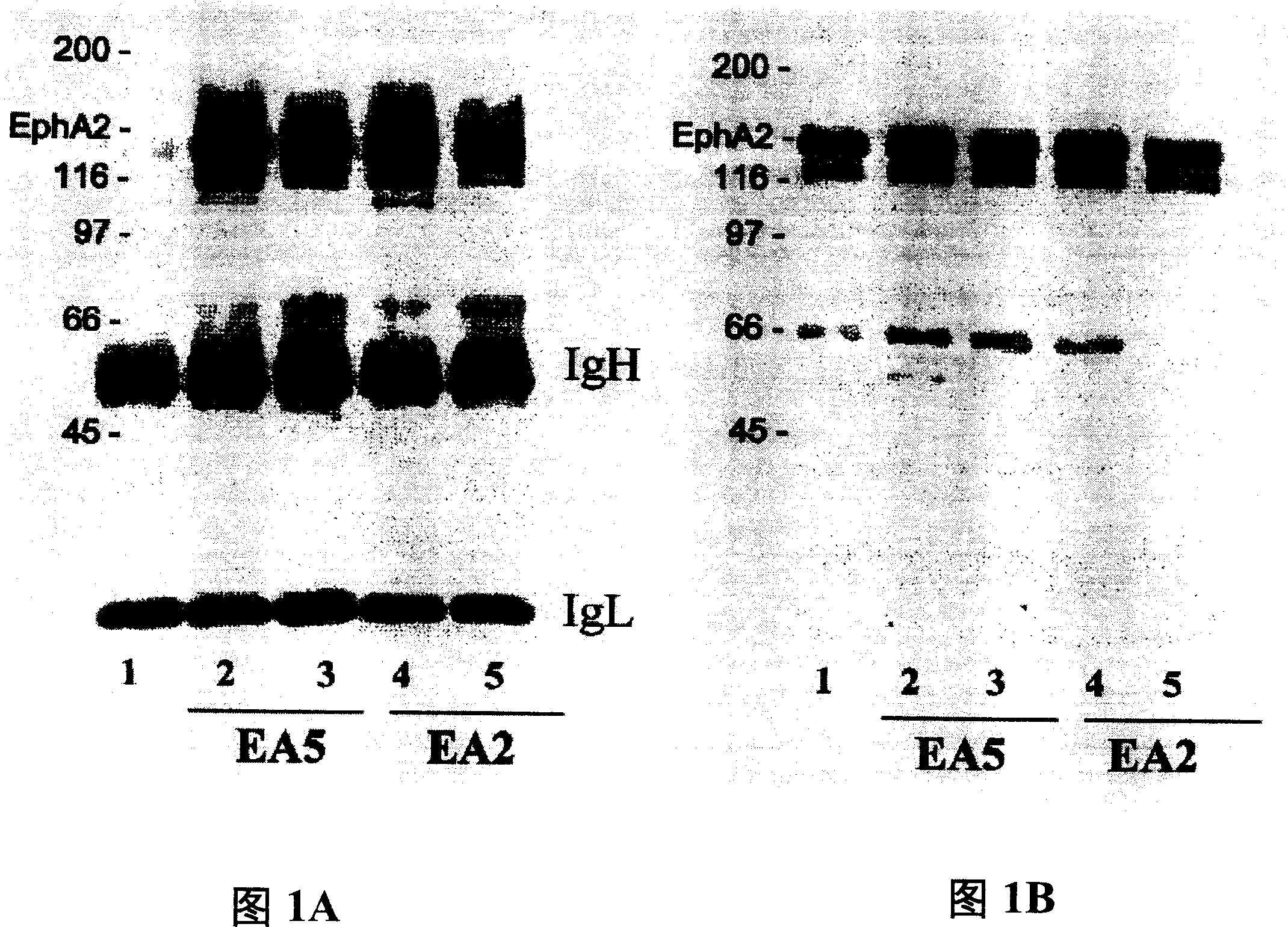 EphA2 agonistic monoclonal antibodies and methods of use thereof