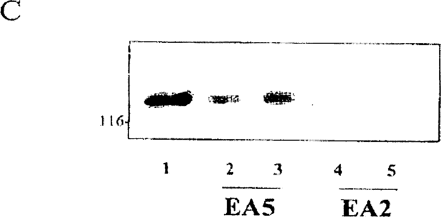 EphA2 agonistic monoclonal antibodies and methods of use thereof