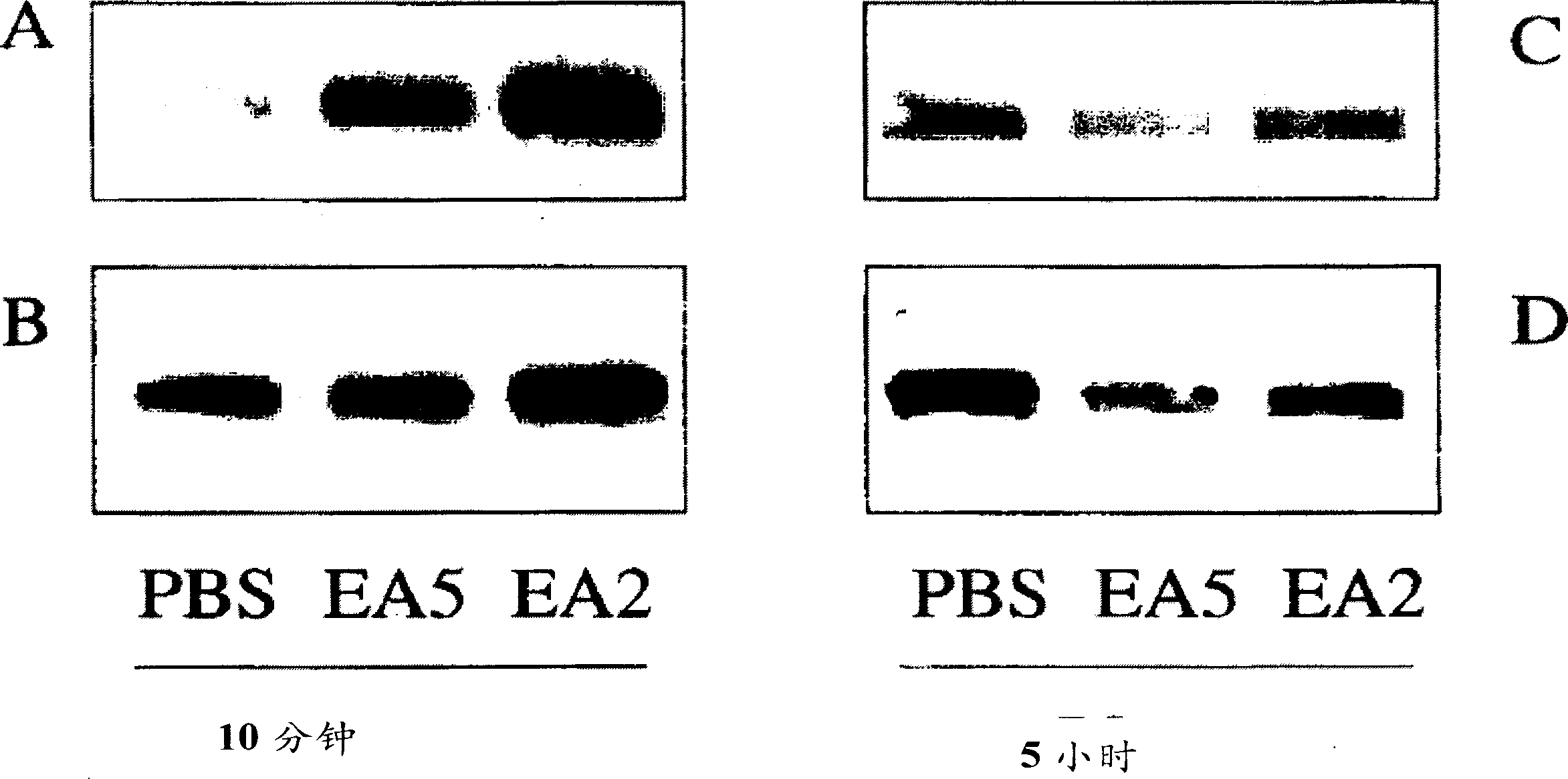 EphA2 agonistic monoclonal antibodies and methods of use thereof