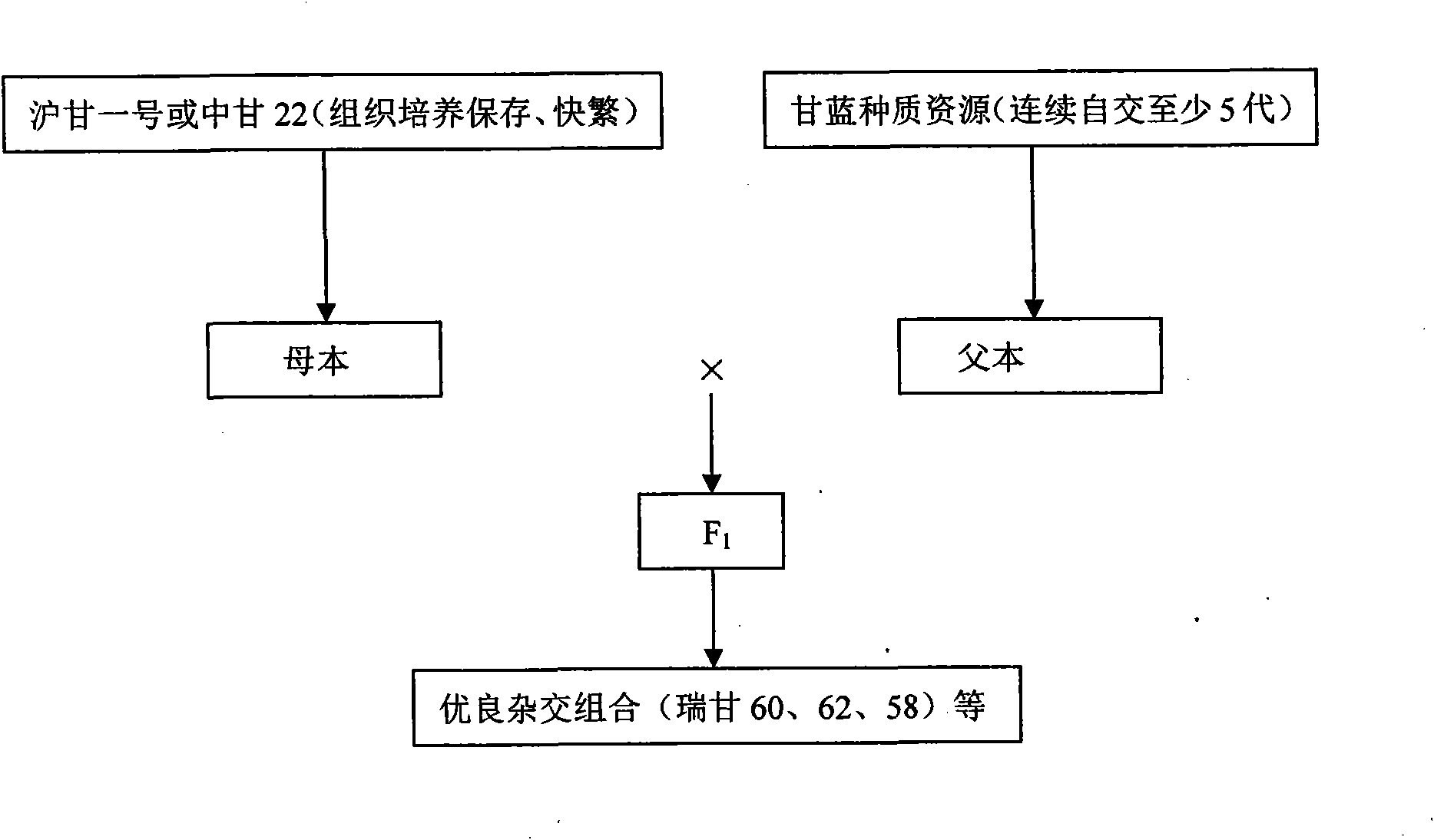 Simplified breeding method for preparing hybrid cabbage by using cytoplasmic male sterile lines