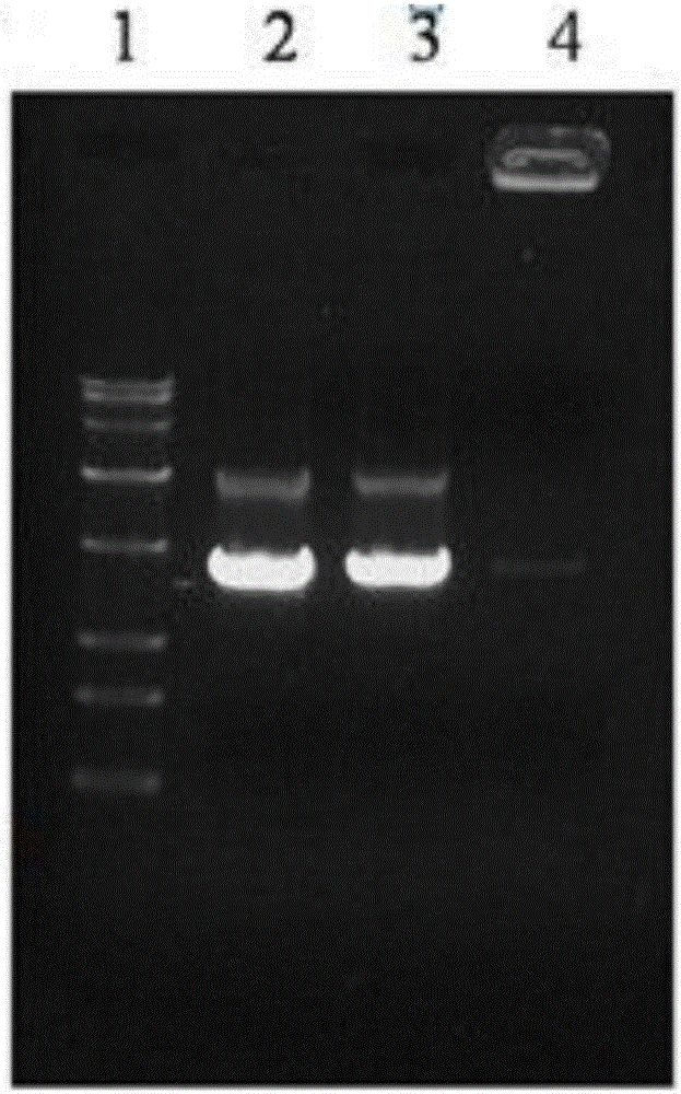 A DNA vaccine containing Newcastle disease ag@sio  <sub>2</sub> Preparation method of nanoparticles