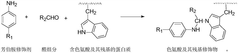 A highly selective chemical modification method targeting tryptophan and its residues