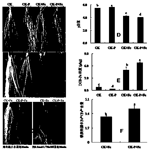 Quick induction and identification method for reddish brown iron films on plant root surfaces