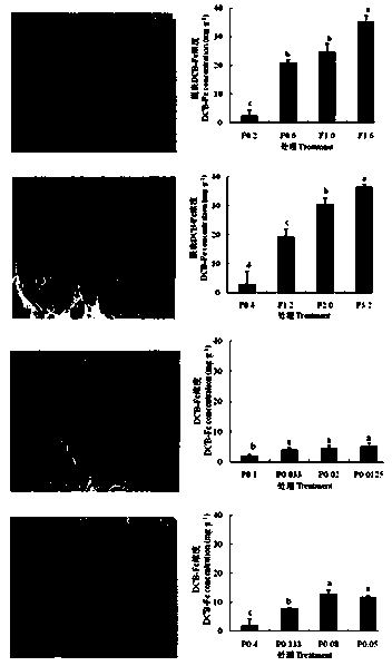 Quick induction and identification method for reddish brown iron films on plant root surfaces