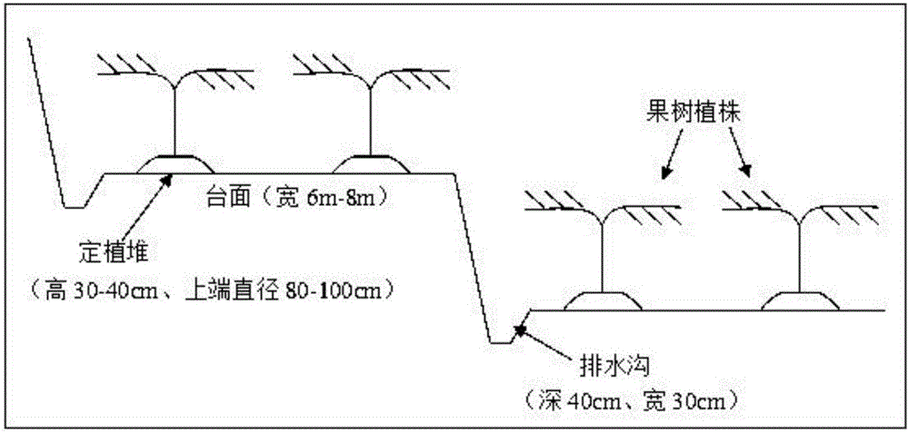 Method for changing slope orchard into civil engineering orchard