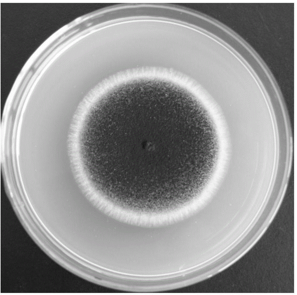 Aspergillus niger and application thereof in biological prevention and control of aflatoxin