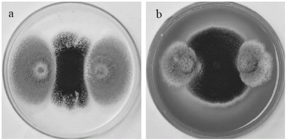 Aspergillus niger and application thereof in biological prevention and control of aflatoxin