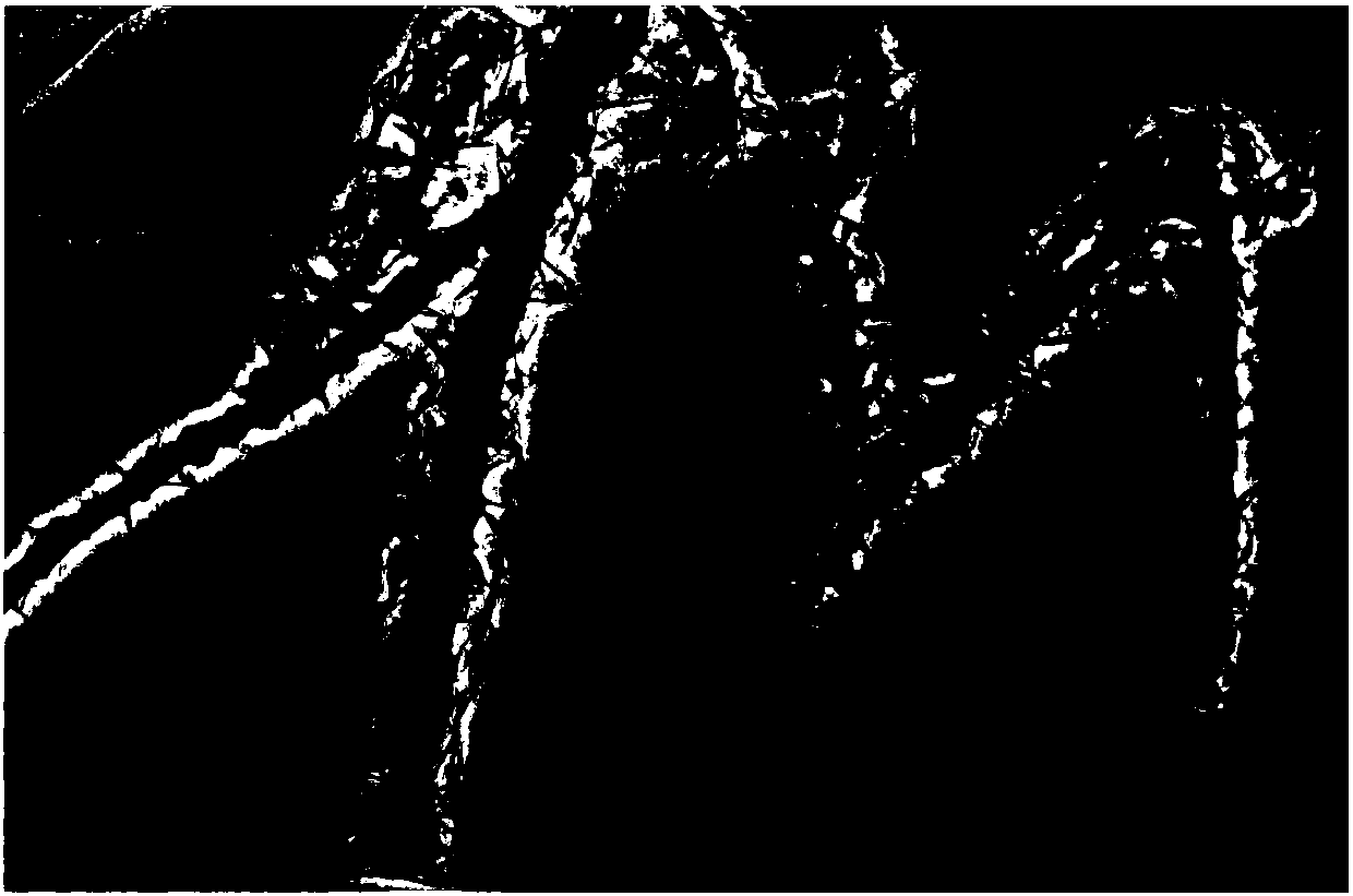 Thorny magnetic nickel telluride nano wires with functionalized gold nanoparticles as well as preparation, application