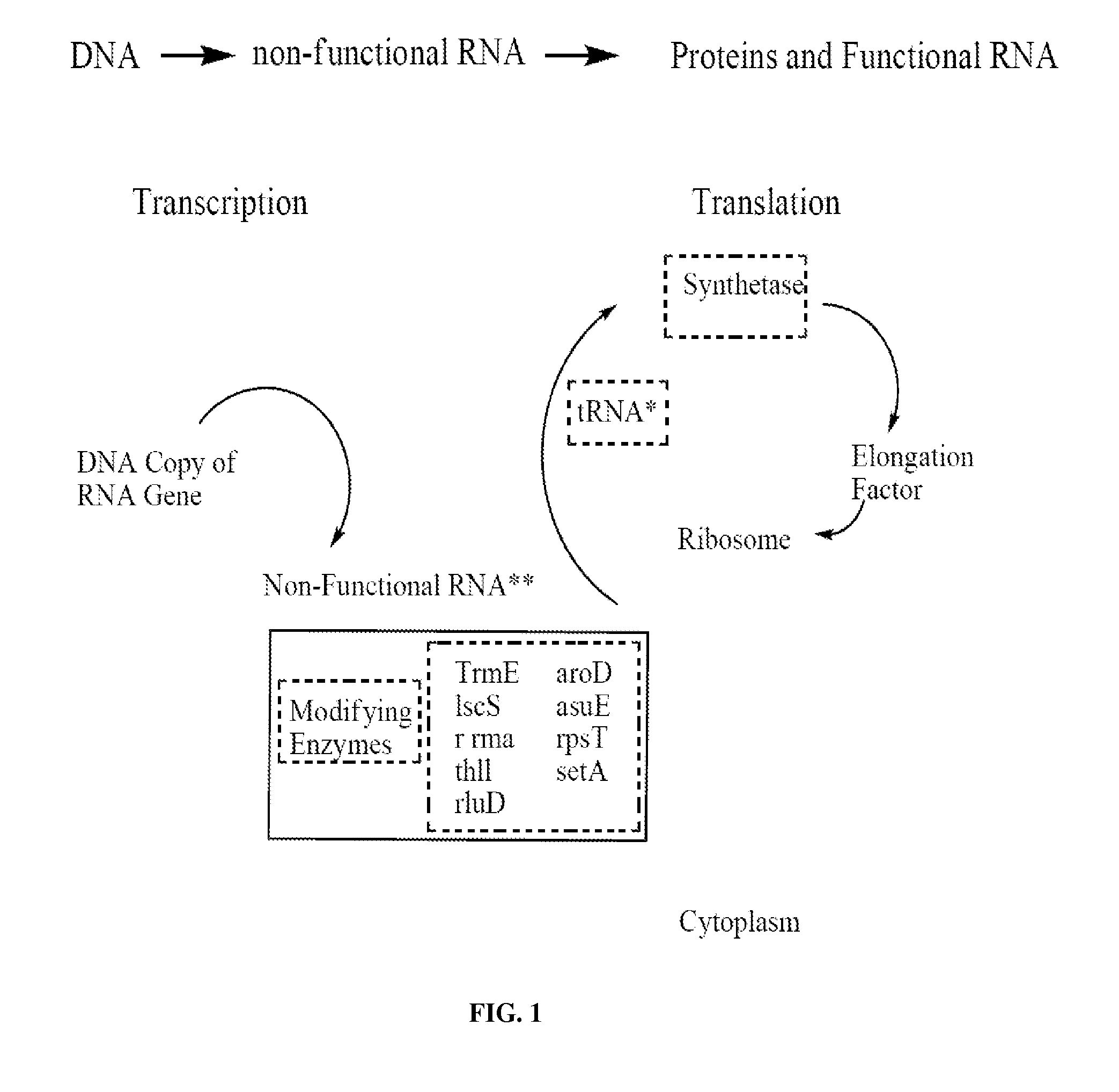 Screening methods for identifying specific staphylococcus aureus inhibitors