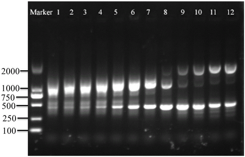 A special primer, method and kit for identifying Meishan pig or its meat products