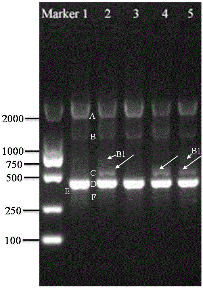 A special primer, method and kit for identifying Meishan pig or its meat products