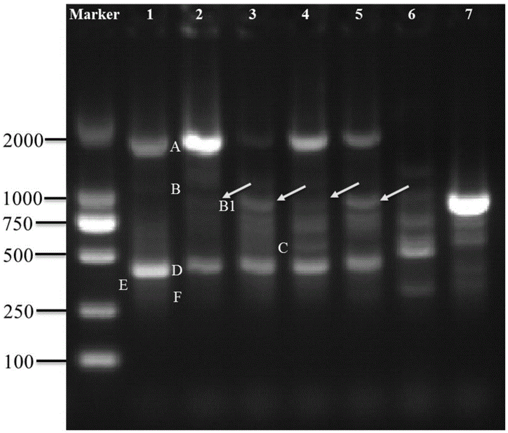 A special primer, method and kit for identifying Meishan pig or its meat products