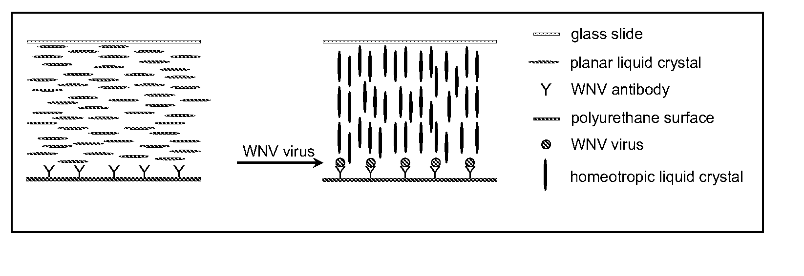 Liquid crystal based analyte detection