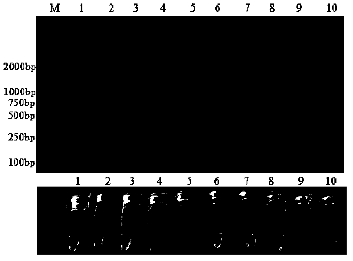 Primer set for testing mud crab bicistronic mRNA virus, test method and rapid diagnosis kit