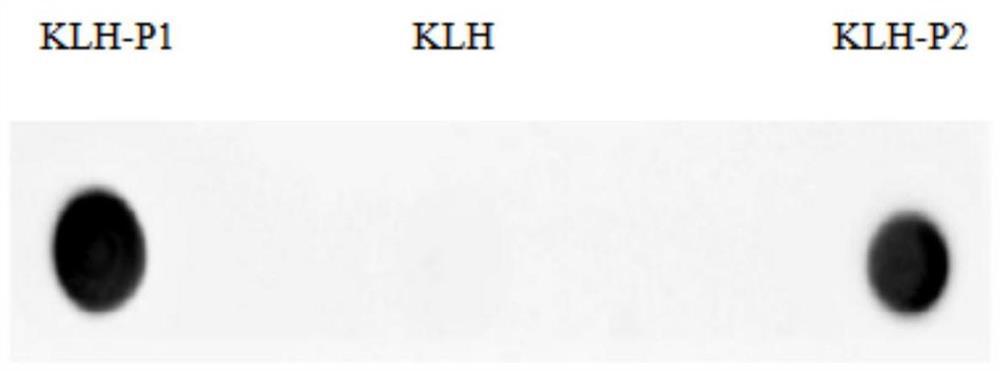 Preparation method and screening method of salmonella PagC protein monoclonal antibody