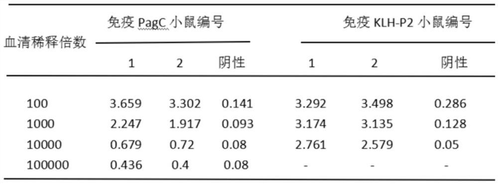 Preparation method and screening method of salmonella PagC protein monoclonal antibody