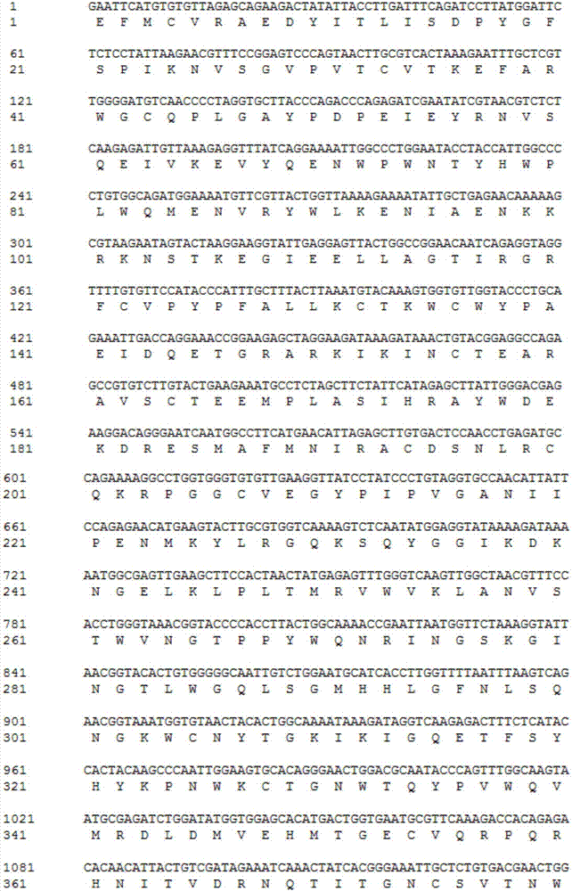 Caprine arthritis encephalitis virus-encephalitis virus serum antibody diagnosis labelled protein gp135 and preparation method thereof