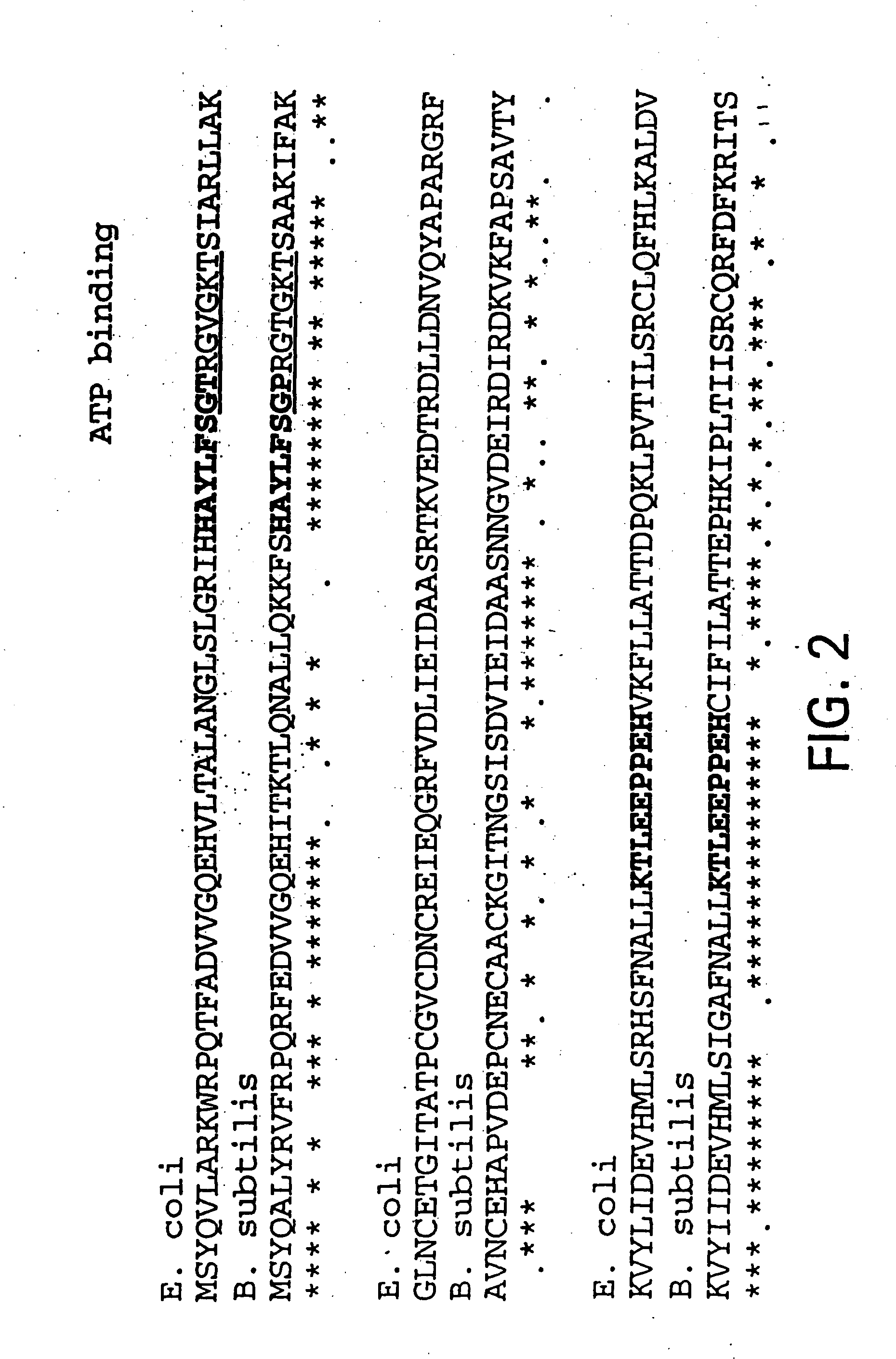 Nucleic acid encoding bacillus stearothermophilus tau polymerase subunit