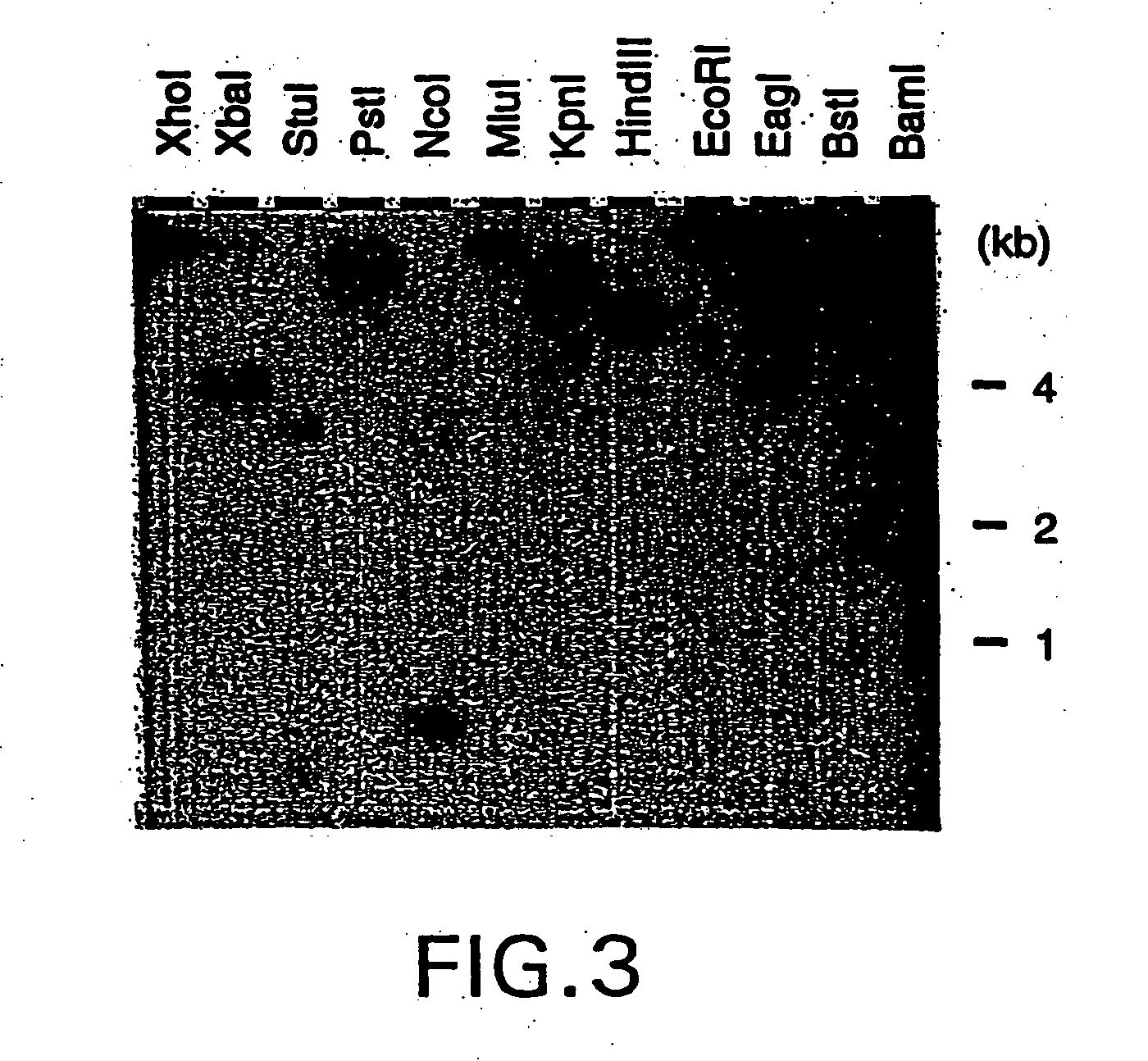 Nucleic acid encoding bacillus stearothermophilus tau polymerase subunit