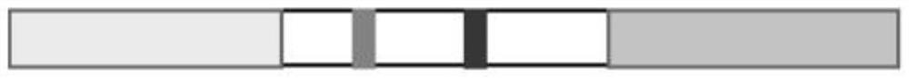 Canine coronavirus fluorescent aptamer test strip