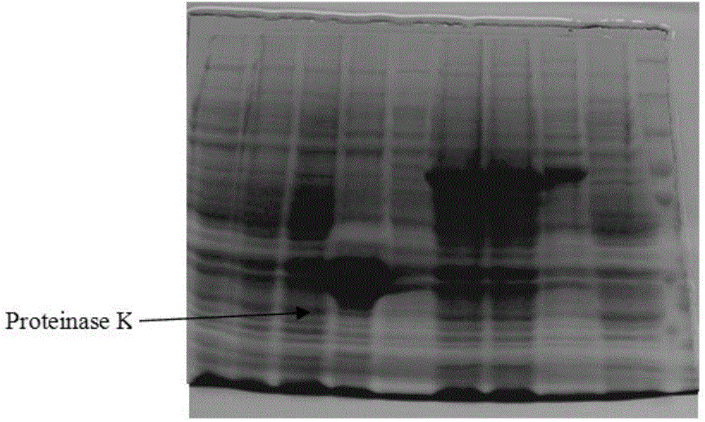 Genetically engineered protease K and production method of protease K