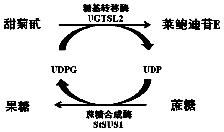 Method for preparing Rebaudioside E through enzyme method