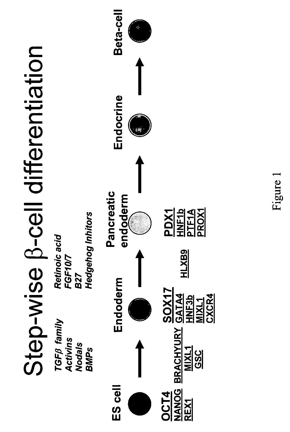 Methods for identifying factors for differentiating definitive endoderm