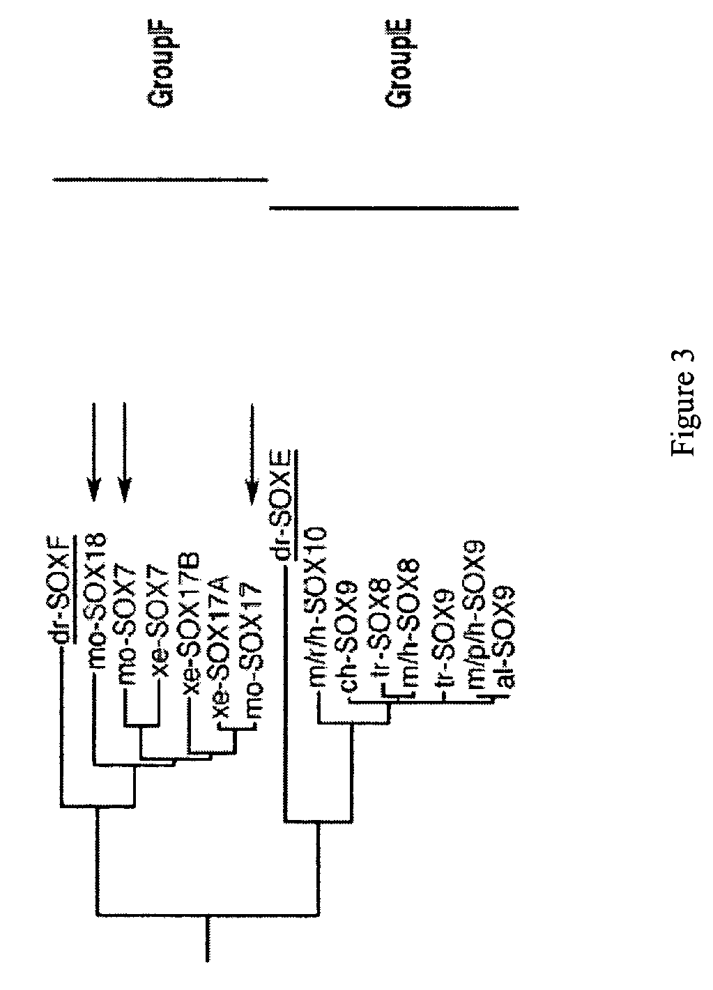 Methods for identifying factors for differentiating definitive endoderm