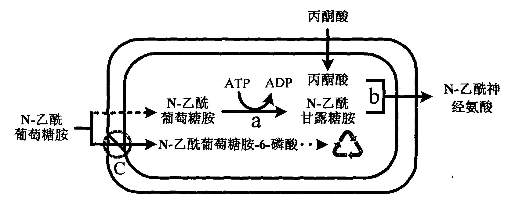 Recombinant escherichia coli of temperature-control coexpression exogenous gene and application thereof