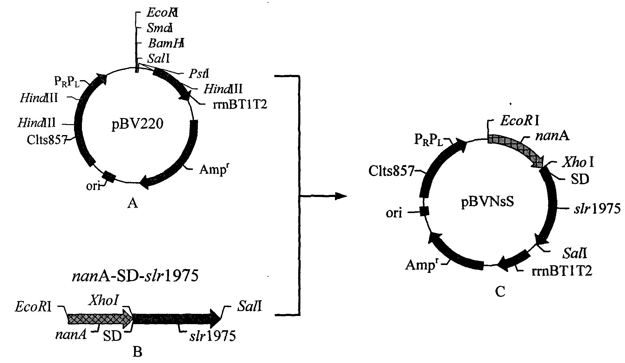 Recombinant escherichia coli of temperature-control coexpression exogenous gene and application thereof