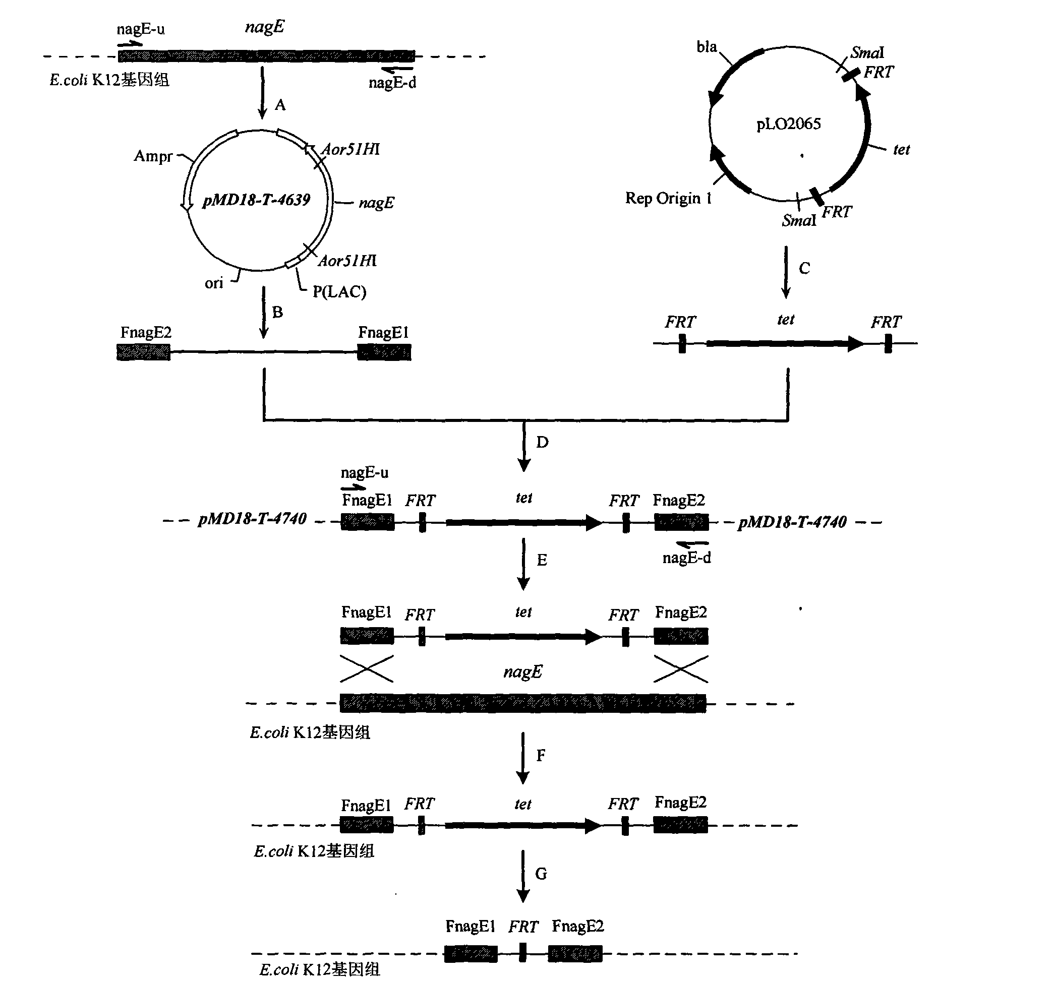 Recombinant escherichia coli of temperature-control coexpression exogenous gene and application thereof