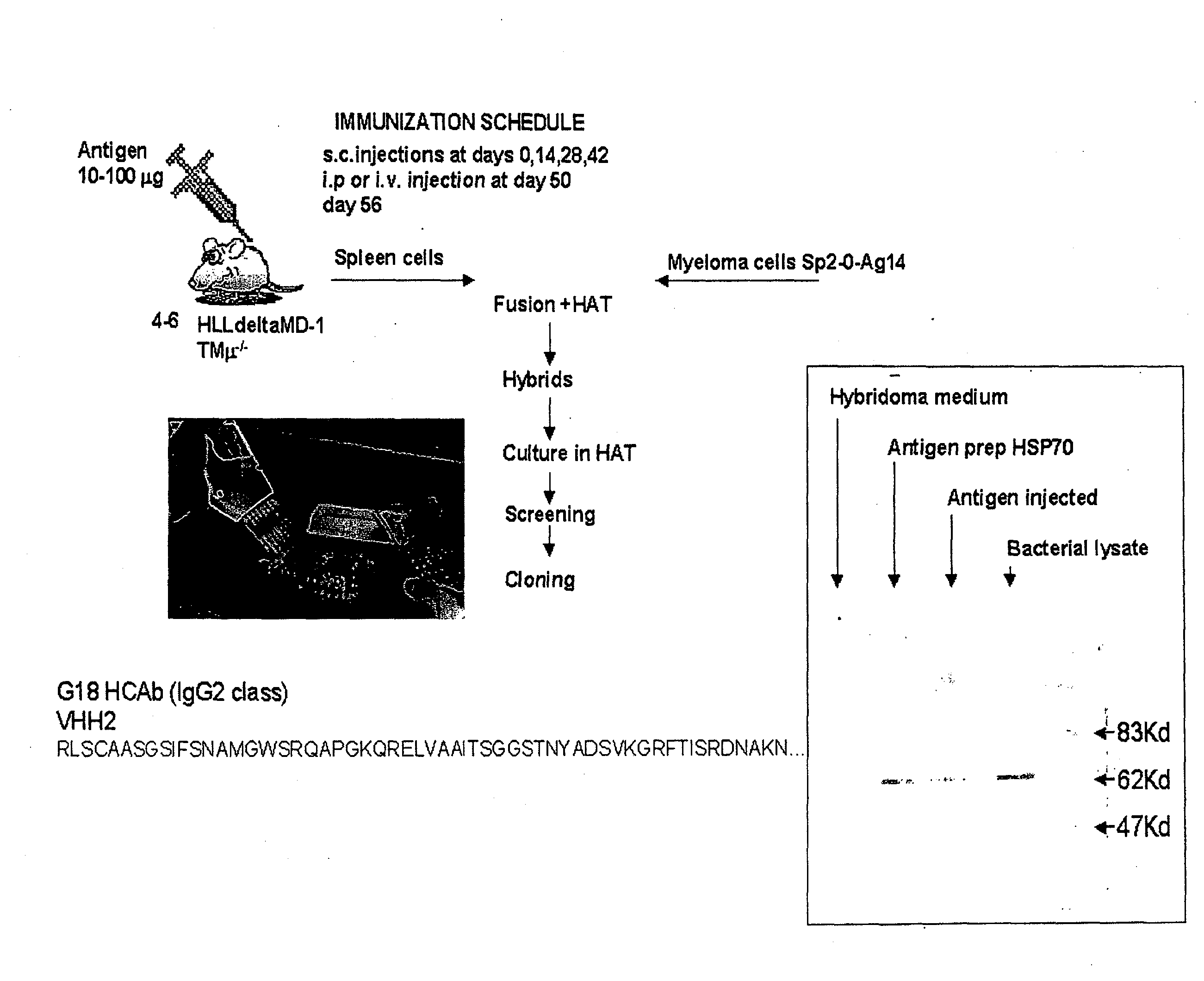 Binding molecules