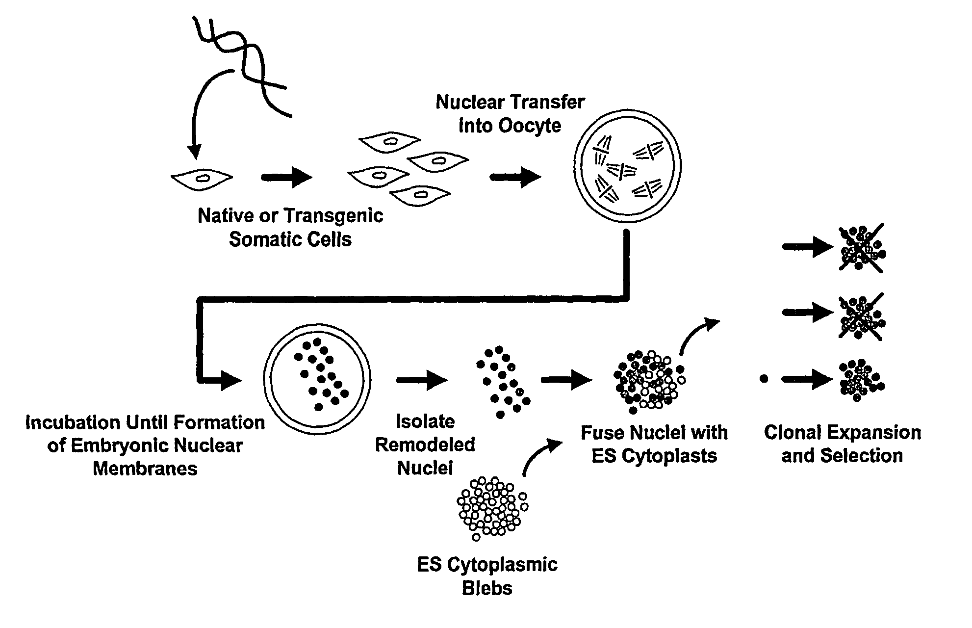 Methods of Reprogramming Animal Somatic Cells