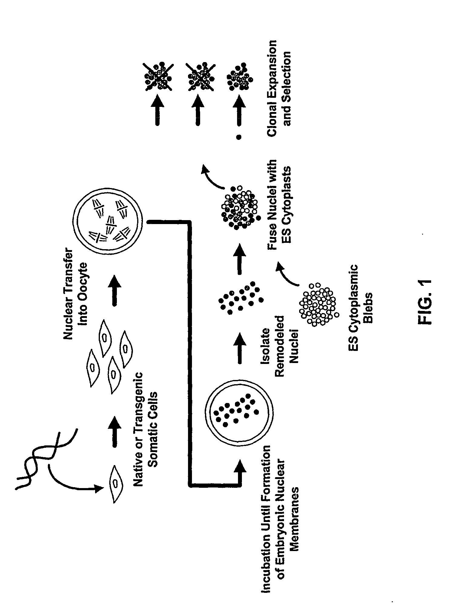 Methods of Reprogramming Animal Somatic Cells