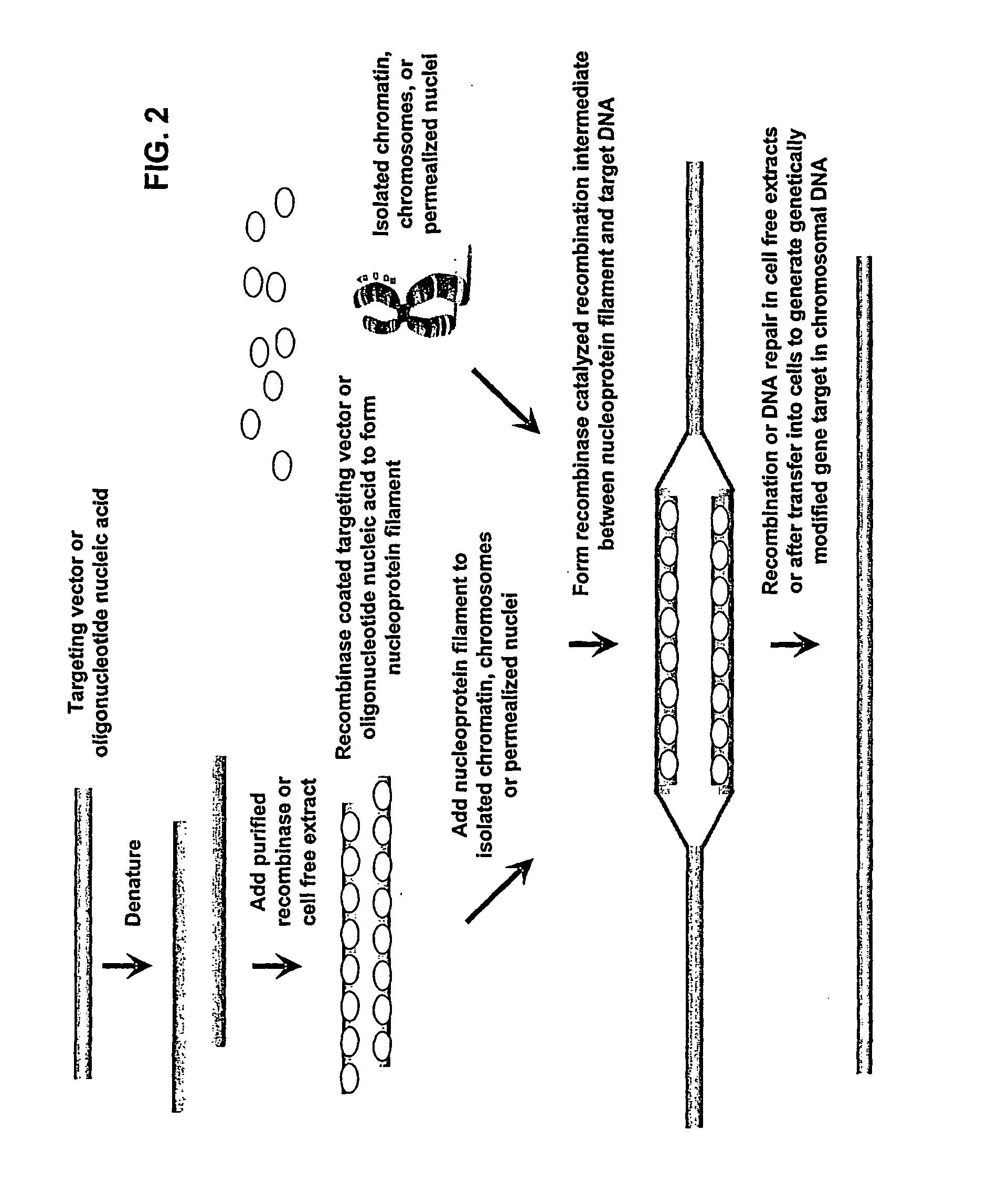 Methods of Reprogramming Animal Somatic Cells