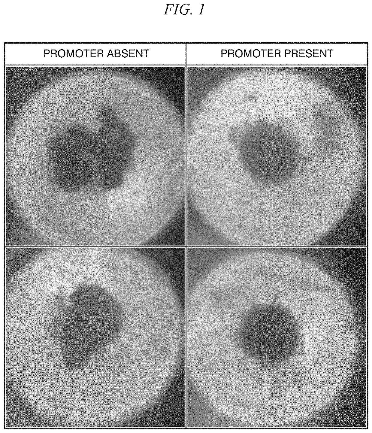 Method of promoting spheroid formation