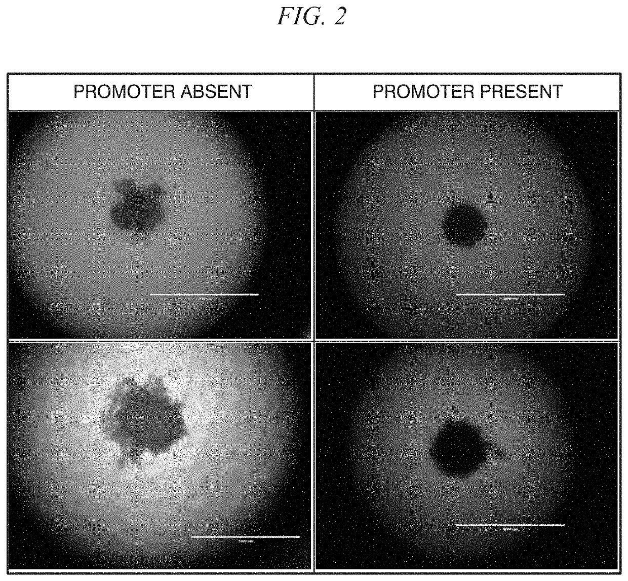 Method of promoting spheroid formation