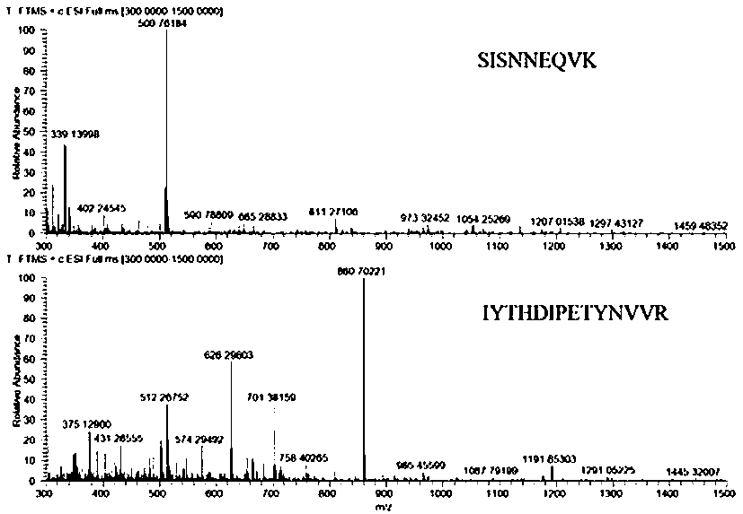 Method for quantitatively detecting alpha-glucosidase in Italian honey by liquid chromatography-tandem mass spectrometry