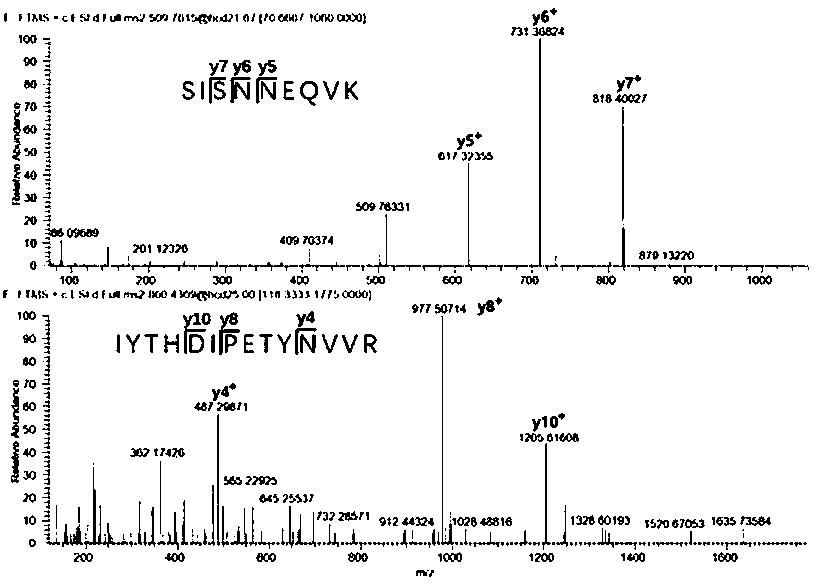 Method for quantitatively detecting alpha-glucosidase in Italian honey by liquid chromatography-tandem mass spectrometry