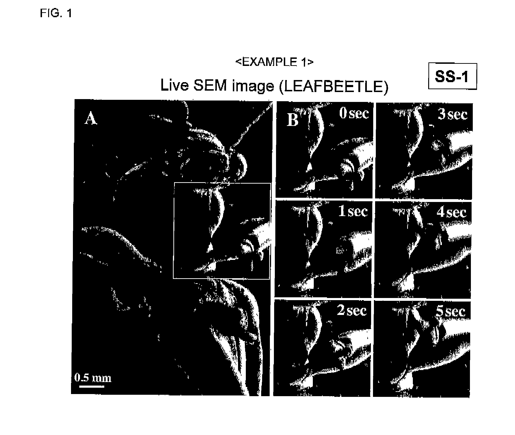 Electron microscopic observation method for observing biological sample in shape as it is, and composition for evaporation suppression under vacuum, scanning electron microscope, and transmission electron microscope used in the method